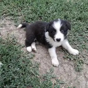 Border Collie - Dazzling Borders Brilliant Dream
