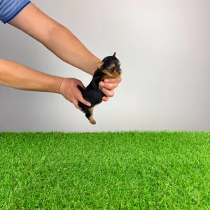 Yorkshire Terrier - Pola