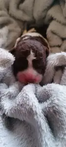 Lagotto Romagnolo - Lagotto Passion Bel Ami Nougaro