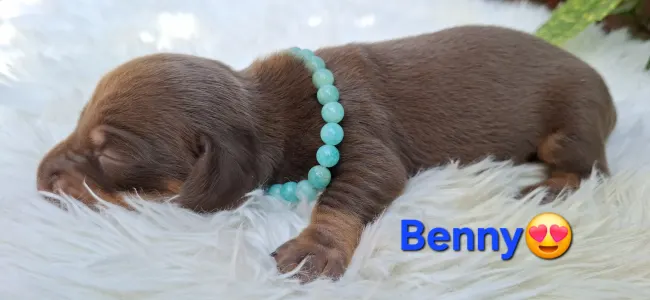 Tacskó - Benny