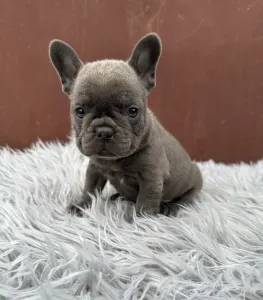 Francouzský buldoček - Léna