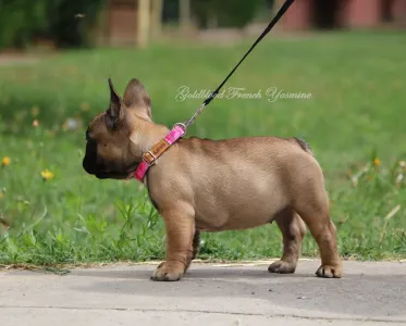 French Bulldog - Yasmine 
