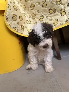 Lagotto Romagnolo - Pearl Hart