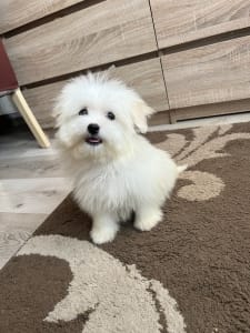 Coton de Tulear - Cote D’ Azur