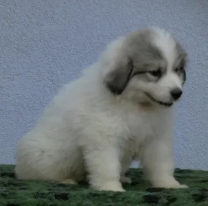 Pyrenean Mountain Dog - Candybelldream Emma