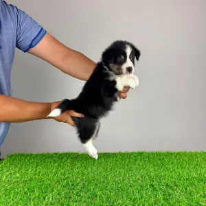 Australian Shepherd - Vectra 