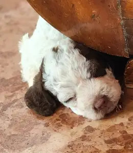 Lagotto Romagnolo - Abowie