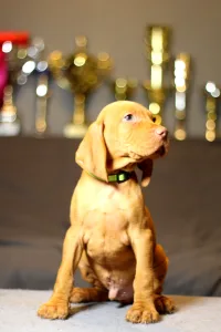 Wyżeł węgierski krótkowłosy - Pörgelóci Maserati