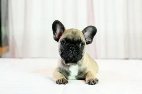 Французский бульдог - Willin Wonderful Grove