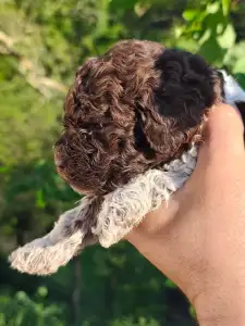 Lagotto Romanjolo - Deforest  Royal Town Of Bobovac