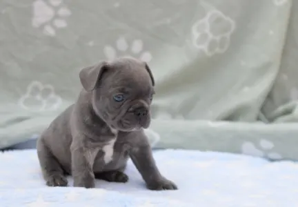 Francouzský buldoček - Monty