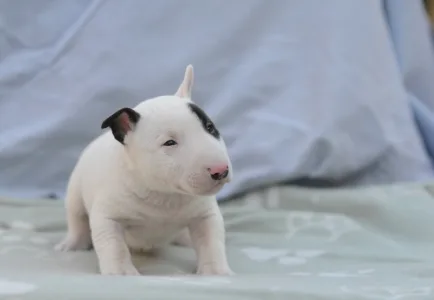 Bullterrier pitic - Lucas