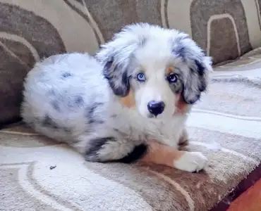 Miniature American Shepherd - Amber 