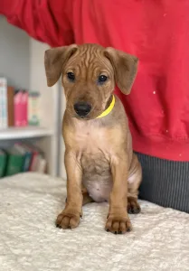 Pinscher Pitic - Amelie