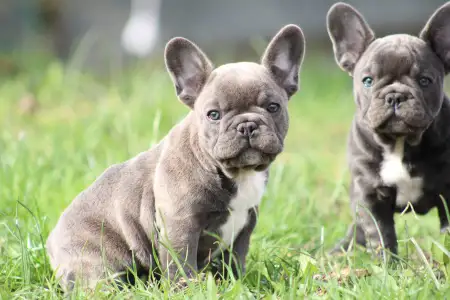 French Bulldog - Behemót