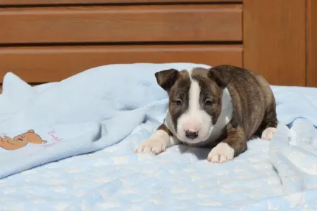Miniature Bullterrier - Nolan