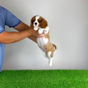Cavalier King Charles Spaniel - Zercho
