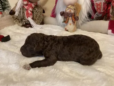 Romagna Water Dog - Boxos