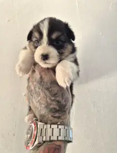 Australian Shepherd - Lujza