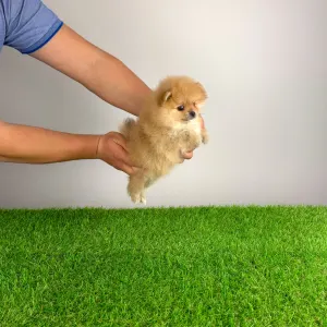 Pomeranian - Rider