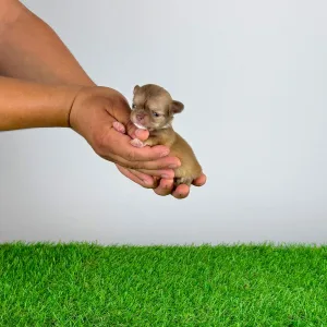 Chihuahua - Kanja