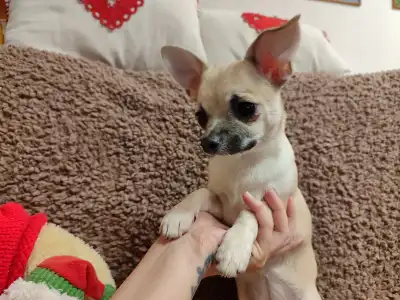 Chihuahua - Vízililiom