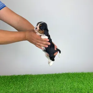 Cavalier King Charles Spaniel - Marie