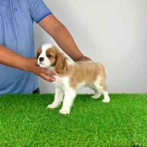 Cavalier King Charles spániel - Orbin