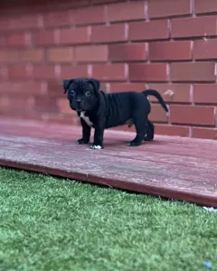 l'American Bully - Standard - Rowanberry