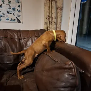 Rövidszőrű magyar vizsla - Haz Rutin