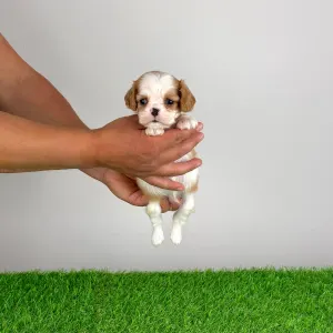 Cavalier King Charles Spaniel - Lotus