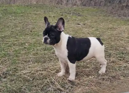 Französische Bulldogge - Isabell