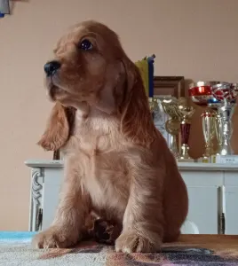 Angol Cocker spániel - Choco 