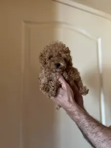 Toy Pudel - Poodle Toy F Red