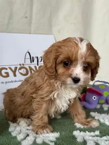Cavapoo - Bella
