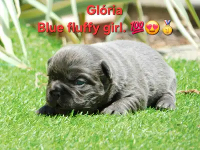 Französische Bulldogge - Glória 