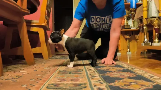 Bostonský teriér - Kiara