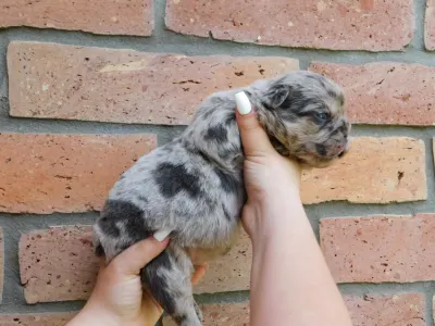Französische Bulldogge - Grace