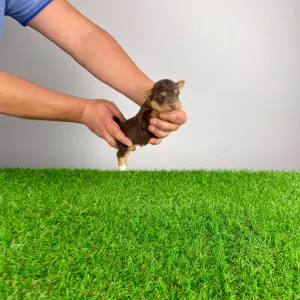 Yorkshire Terrier - Lemoro