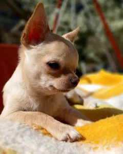 Chihuahua - Apollo