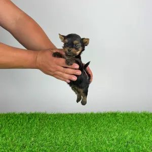 Yorkshire Terrier - Yasko