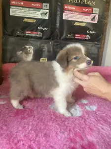 Border Collie - Kék Tricolor Szuka/ Piros Nyakörv