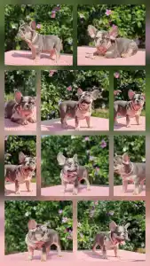 French Bulldog - Csinos