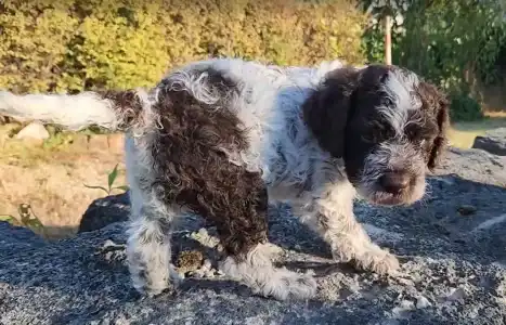 Lagotto Romagnolo - Azorro