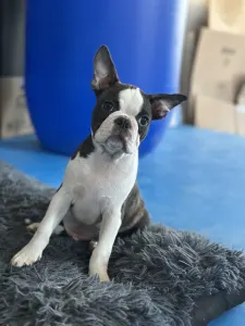 Boston Terrier - Yumba Nero Di Angelo