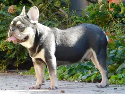 French Bulldog - Spot