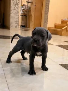 Cane Corso - Tommyboy