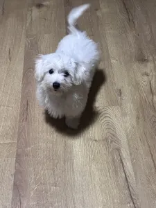 Coton de Tulear - Bubble