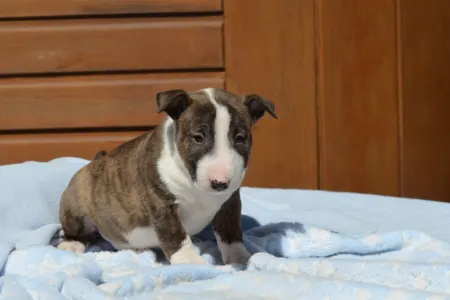Miniature Bullterrier - Nolan