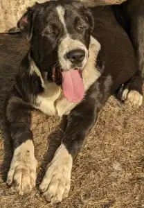 Central Asia Shepherd Dog - Dzhur Iz Zamka Larisi